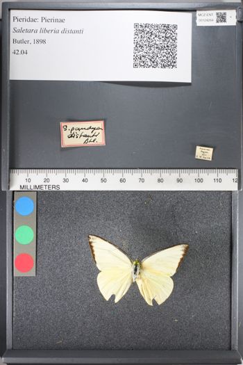 Media type: image;   Entomology 124264